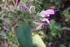 Dicliptera clinopodia