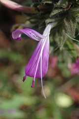 Dicliptera clinopodia