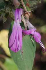 Dicliptera clinopodia