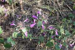 Dicliptera clinopodia