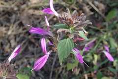 Dicliptera clinopodia