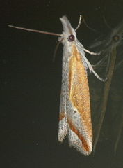 Arotrophora arcuatalis