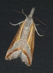 Arotrophora arcuatalis