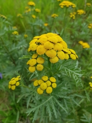 Tanacetum vulgare boreale
