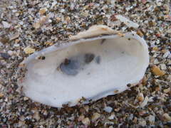 Barbatia novaezealandiae