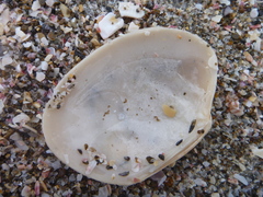 Venerupis largillierti