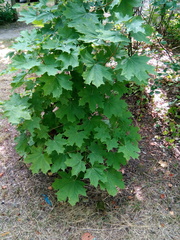 Acer platanoides