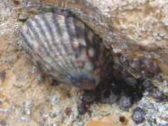 Notoacmea cellanoides
