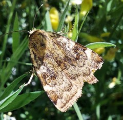 Cryptocala chardinyi