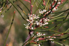 Hakea actites