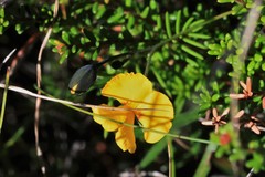 Gompholobium pinnatum