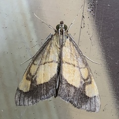 Evergestis limbata