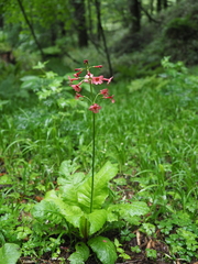 Primula japonica