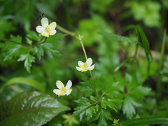 Anemonoides stolonifera