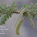 Acacia oerfota