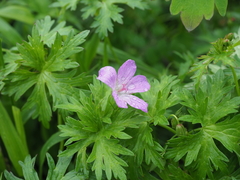 Geranium yesoense nipponicum