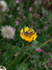Entomophaga grylli