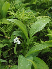 Convallaria keiskei