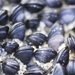 Little Black Mussel - Photo (c) Rod Lowther, some rights reserved (CC BY), uploaded by Rod Lowther