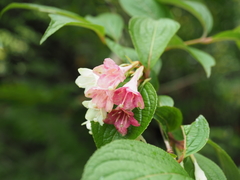 Weigela decora