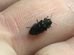 Buprestinae