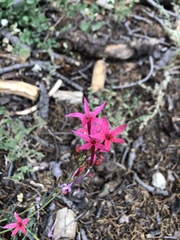 Ipomopsis aggregata bridgesii