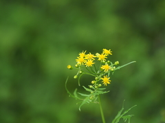 Nemosenecio nikoensis