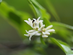 Ligustrum tschonoskii