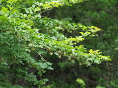 Eleutherococcus spinosus