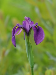 Iris ensata