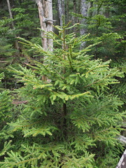 Picea jezoensis hondoensis