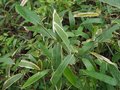 Sasa borealis