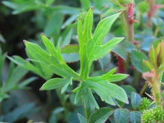 Ranunculus formosa-montanus