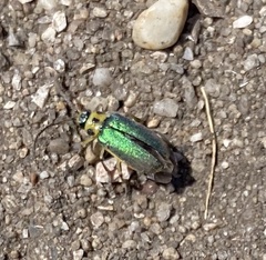 Trirhabda flavolimbata