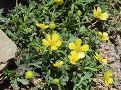 Ranunculus formosa-montanus