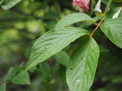 Weigela decora