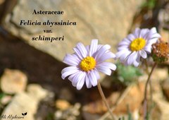 Felicia abyssinica