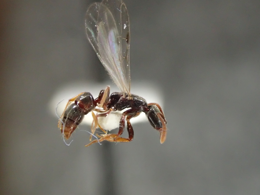 Roger's Crypt Ant from Zuid, 2000 Antwerp, Belgium on June 17, 2017 by ...