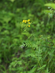 Nemosenecio nikoensis
