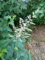 Calamagrostis epigejos