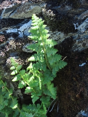 Dryopteris alpestris