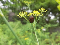 Graphosoma rubrolineatum