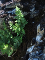 Dryopteris alpestris
