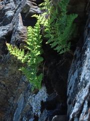 Dryopteris alpestris