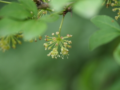 Eleutherococcus spinosus