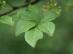 Eleutherococcus spinosus