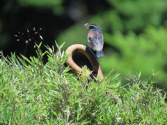 Tarsiger johnstoniae