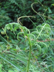 Pteridium revolutum