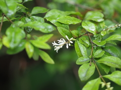 Ligustrum tschonoskii