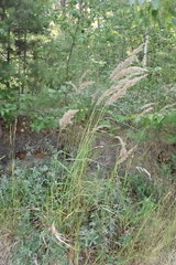Calamagrostis purpurea